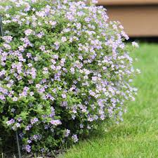 Image result for foto bacopa