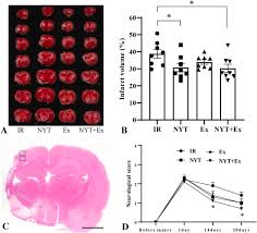 Image result for Erythrococca ulugurensis