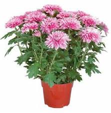 Maybe you would like to learn more about one of these? Mums On Sale At Lowe S Home Depot