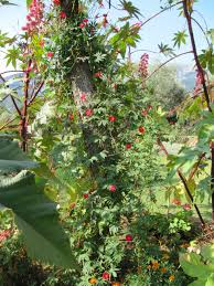 Image result for Ipomoea quamoclit