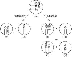 However, most studies aimed at determining risk figures are more than 20 years old. Robertsonian Translocations Chromosome Abnormalities And Genetic Counseling 3rd Edition