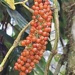 Image result for Piper guineense