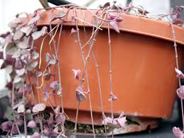 Image result for Ceropegia multiflora