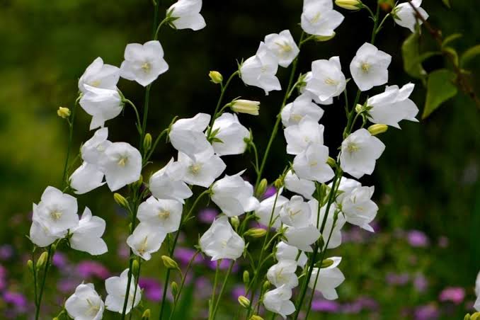 Peach-leaved bellflower: cultivation & care - Plantura