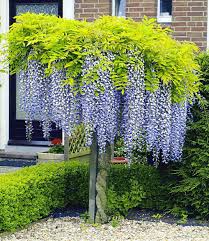 Blauregen Auf Stamm 1a Pflanzen Online Kaufen Baume Garten Haus Baume Blauregen Auf Stamm