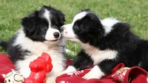My border collie, aussie shepherd cross was literally born in a barn. Border Collie Mix Puppies For Sale Greenfield Puppies