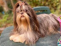 We did not find results for: Get To Know All The Amazing Shih Tzu Colors K9 Web