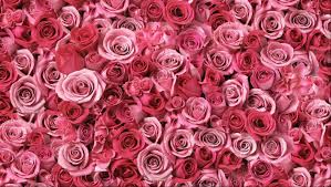 The ultimate declaration of love and devotion, a delivery of your flowers. 100 Long Stem Pink Roses 100 Roses Delivered