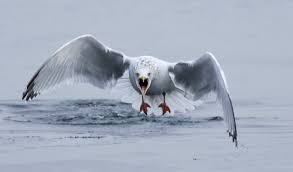 Image result for seagull