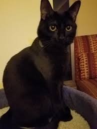 Bombay Cat Black American Shorthair Cat Trying To Figure Out My Cats Breed Bombay Or American Shorthair Maybe Http Ift Tt 2rpdkww American Shorthair Cat Cat Breeds American Shorthair