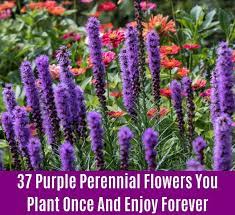37 purple perennial flowers you plant once … 04.08.2020 · this purple floweer is found in thriving in relatively cold to moist environments, delphiniums are perennial plants with spike flowers that can vary from purple, blue, white, and yellow flowers. 37 Purple Perennial Flowers You Plant Once And Enjoy Forever