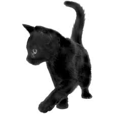 Black Cat Sideview Black Cat Cats Cute Icons