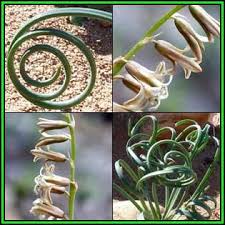 Image result for Dipcadi brevifolium