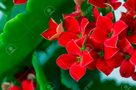 We did not find results for: Flower With Red Flowers With Four Leaves And Green Leaves Stock Photo Picture And Royalty Free Image Image 56976511