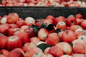 However, trees do not produce fruits just for us. Fruit Trees Eartheasy Guides Articles Eartheasy Guides Articles