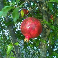 After fruit set, a pomegranate may drop a large number of fruits. How To Grow Pomegranate Trees Dengarden