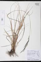 Image result for Eragrostis atrovirens