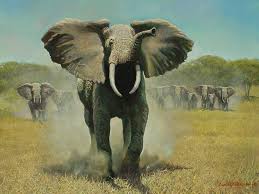 Charging Elephant Elephant Pictures Elephant Love Cute Baby Elephant