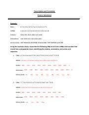 Trna transfers amino acids during translation or transcription? Transcription And Translation Key Transcription And Translation Practice Worksheet Example Dna Mrna Codons Aug Cgc Aua Ugg Cug Uaa Anticodons Course Hero