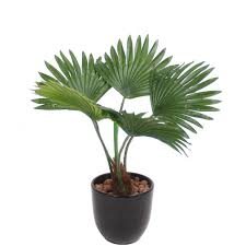 Le phoenix des canaries et ses longues palmes retombantes, le palmier nain et son port. Mini Palmier Artificiel 35 Cm Palmiers Artificiels Artiplantes