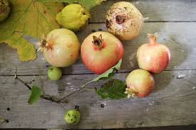 autumn fruits pomegranate quince