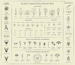 Plant Identification Key Download Herbal Academy Plant Identification Herbalism Plants