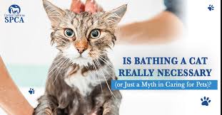 But, for every dog that has been trained, there are 300 why would you bathe a cat unless it has come into contact with tar or some other noxious material? Is Bathing A Cat Really Necessary Or Just A Myth In Caring For Pets