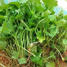 Daun pegagan adalah tumbuhan yang punya banyak manfaat. Pegaga Kampung Ready Stock Shopee Malaysia