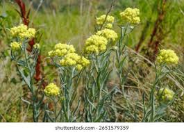 Image result for Helichrysum aureo-nitens