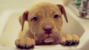 Plus, some folks with clean healthy. Adorable Pit Bull Puppy Get Her First Bath In The Sink Cesar S Way