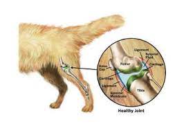 Ulna and the radius are two bones that sit next to each other. Dog Anatomy Mobility Health