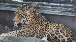 If you are referring to the car — it is: Jaguar Escapes Enclosure At New Orleans Zoo And Kills An Emu Fox And Four Alpacas Abc News