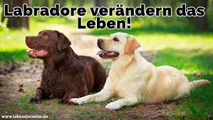 Labrador Zitate Und Sprüche