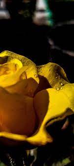 Yellow Rose Rainy Day Natural Landmarks Photography