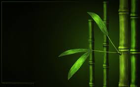 Bamboo Jpg 1680 1050 Bamboo Wallpaper Bamboo Background Plant Wallpaper