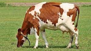 What Happens If You Don T Milk Cows