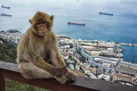Wir sind schon über zehn tage in spanien unterwegs, aber haben das meer noch nie gesehen. Gibraltar Affe Foto Bild Europe Gibraltar Spain Gibraltar Bilder Auf Fotocommunity