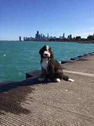 Puppies come with a 2 year health guarantee and lancaster puppies offers standard and large bernedoodle puppies for sale in pa, indiana and other states. Honey Creek Puppies Home