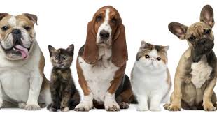 Meskipun harga kucing siamese lebih terjangkau daripada persia, kucing siam justru sering dikawin silang dengan ras kucing lain. Biaya Vaksinasi Sterilisasi Dan Konsultasi Hewan Peliharaan
