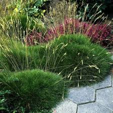 Barenfellgras Festuca Scoparia 3 Stauden Je Im 7 Cm Topf Ca 10 Cm Gross Bepflanzung Garten Stauden