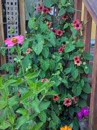 Image result for Thunbergia graminifolia