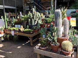 Cacti and succulents come from savannahs in the deserts. Best Garden Centres And Plant Shops In London 24 Lush Places To Buy Plants