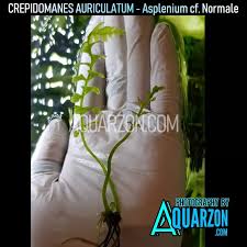 Image result for Asplenium normale