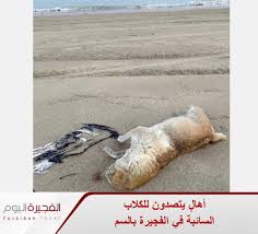 رصد مرتادو شواطئ منطقة البدية ودبا الفجيرة وجود كلاب نافقة تعرضت لتسمم من قبل بعض الأهالي الذين وضعوا سما قاتلا للتخ Cats Cats Pets Fujairah