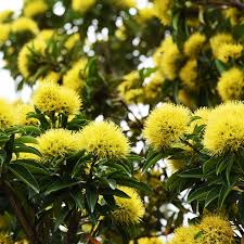 It is a member of the asparagacea family and a broadleaf evergreen. Know Our Trees