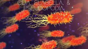 Maybe you would like to learn more about one of these? Biology Cilia Flagella Pseudopodia Youtube