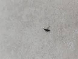 petits insectes noirs sur fenetre rideau plafond