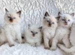 Ragmeister ragdolls kittens ready for new homes! Available Ragdoll Kittens For Sale Cats For Adoption New Jersey United States