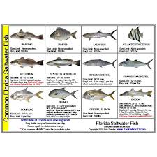 Fishing Regulations Mini Card Florida Card Tb Fish Sm Fl