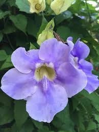 Image result for Thunbergia